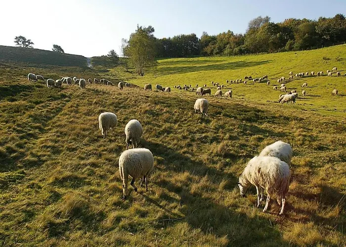 Peace, Nature & Comfort Combined